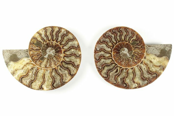 Cut & Polished, Agatized Ammonite Fossil - Madagascar #200012